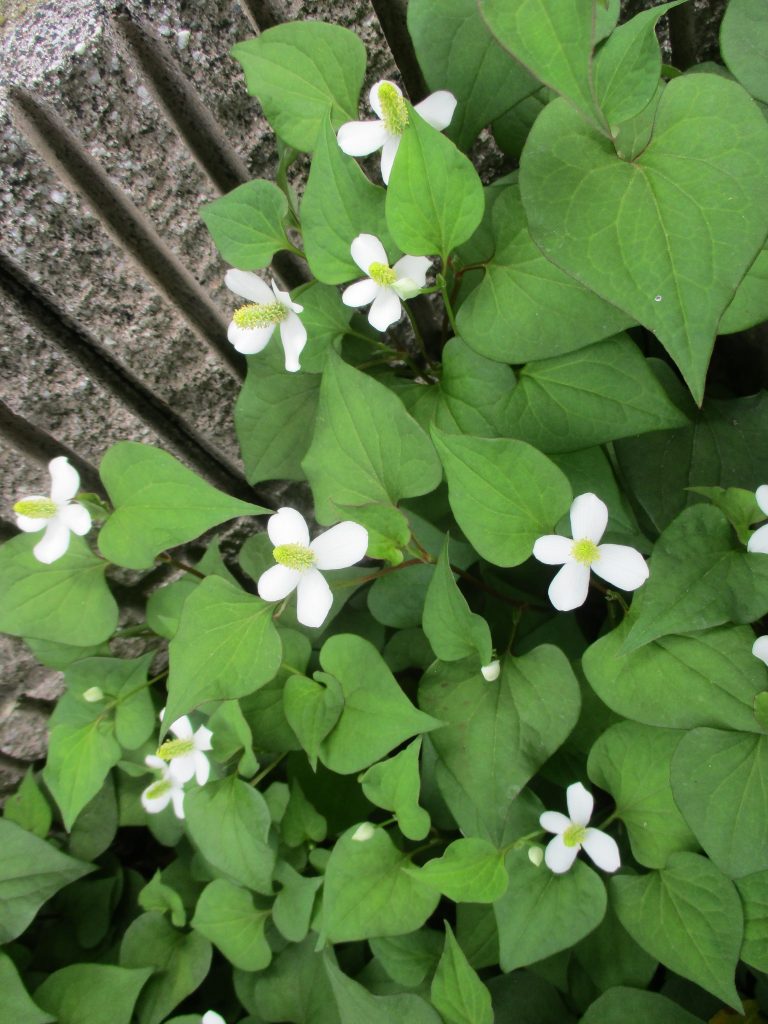 ドクダミの花