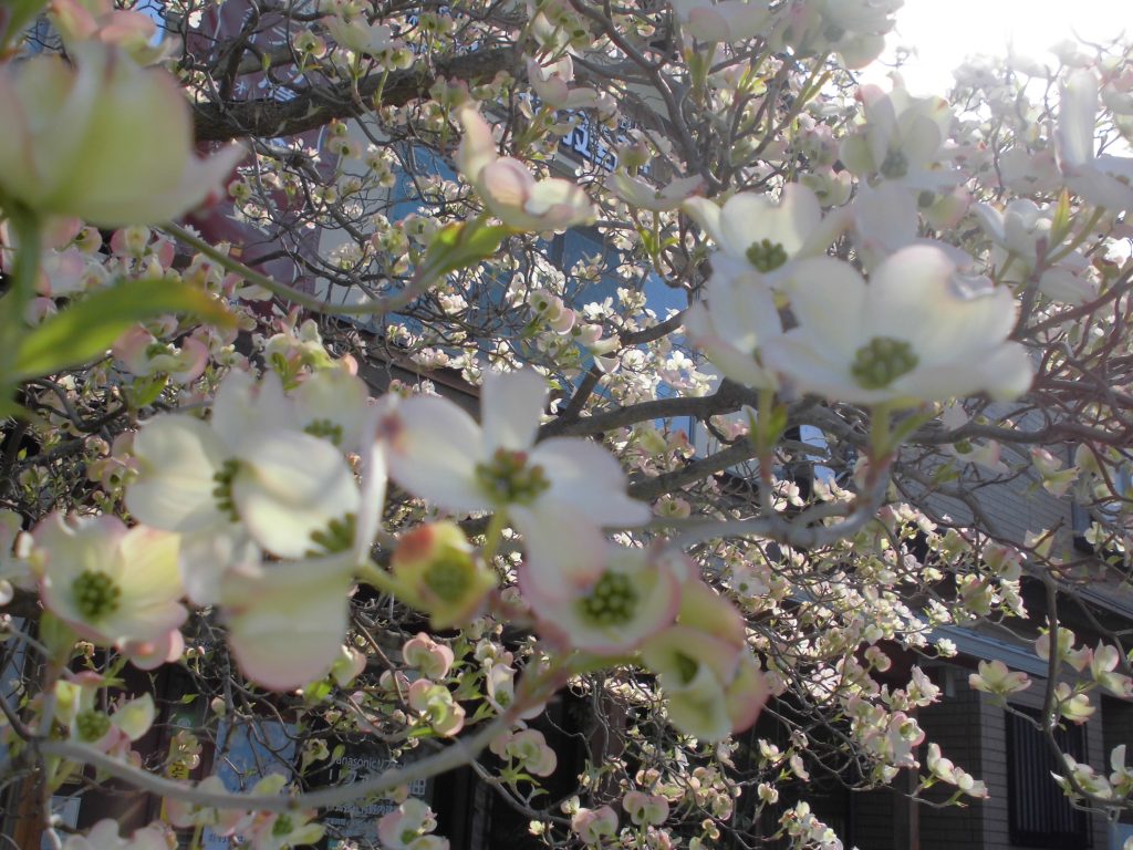 ハナミズキの開花