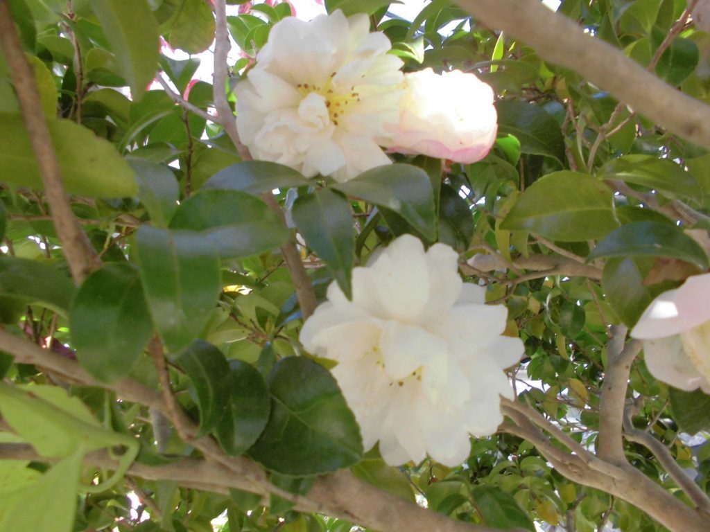 庭の山茶花の花が咲いた